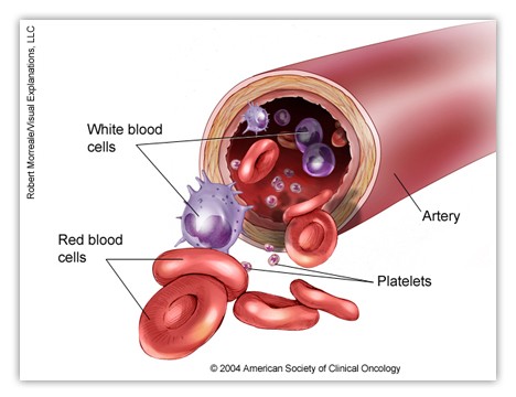A close-up of blood cells. Sebastian Kaulitzki/iStockphoto.com